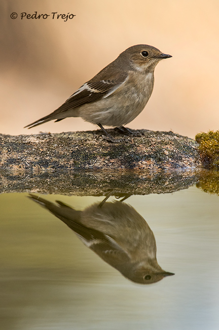 Papamosca cerrojillo (Ficedula hypoleuca)